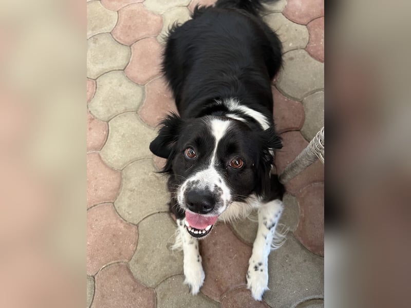 Mickey braucht ein liebevolles Zuhause