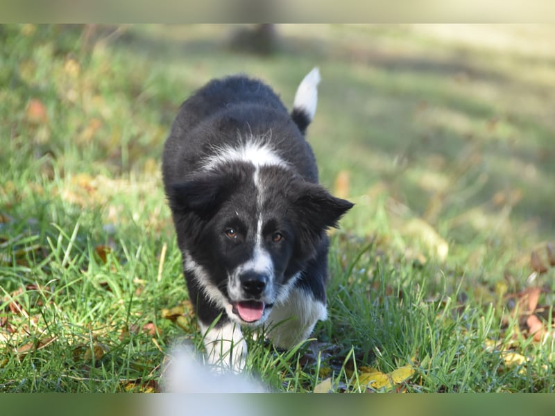 Border collies FCI