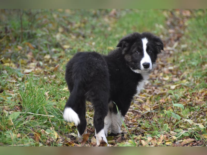 Border collies FCI
