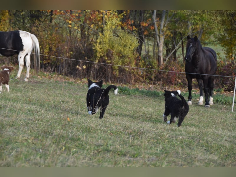 Border collies FCI
