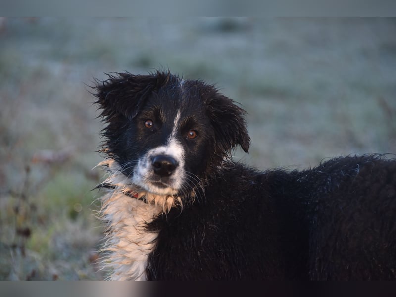 Border collies FCI