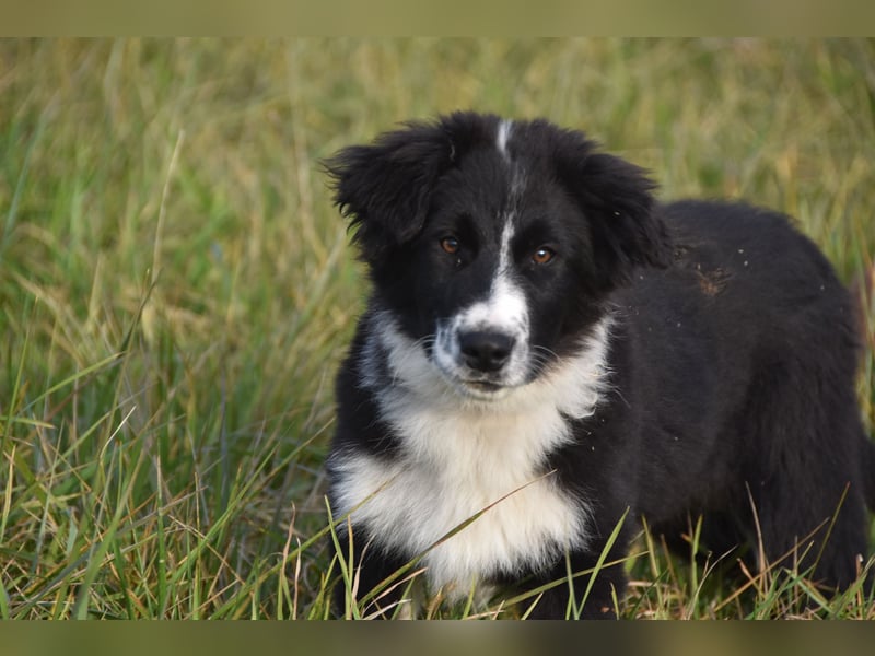 Border collies FCI