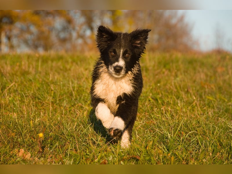 Border collies FCI