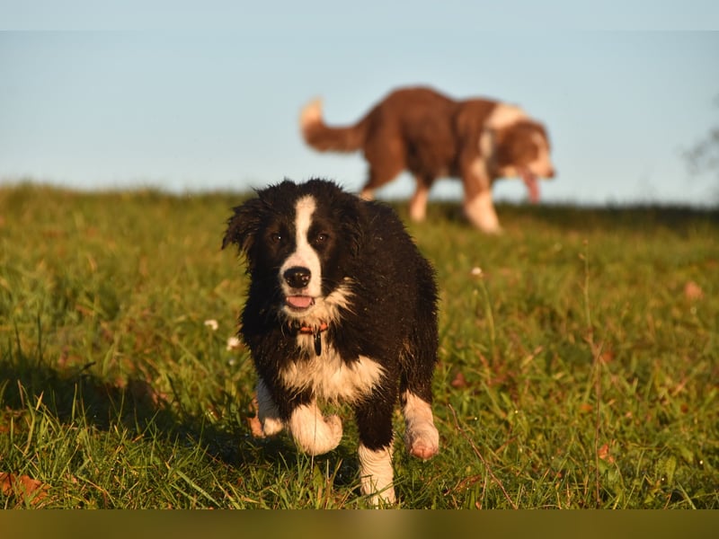 Border collies FCI