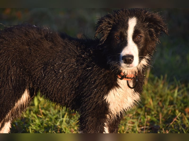Border collies FCI