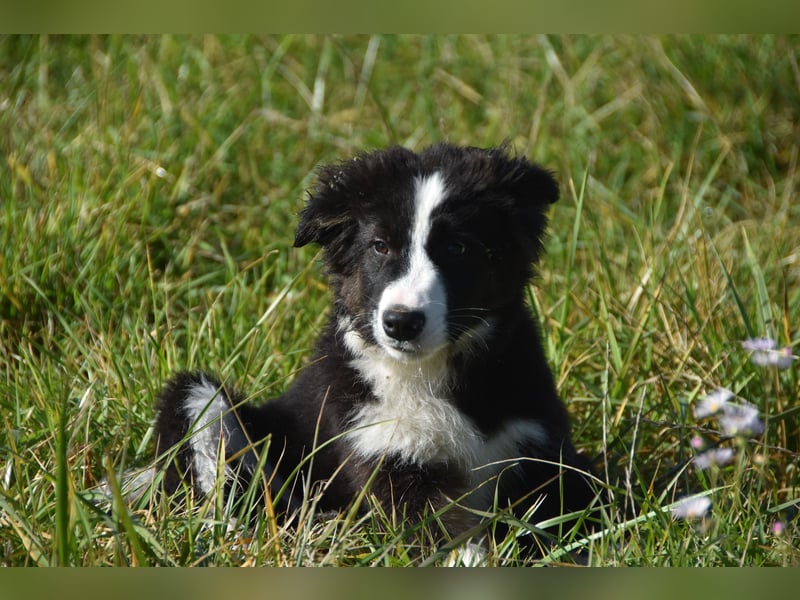 Border collies FCI