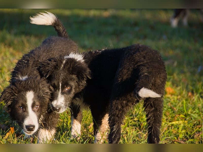 Border collies FCI