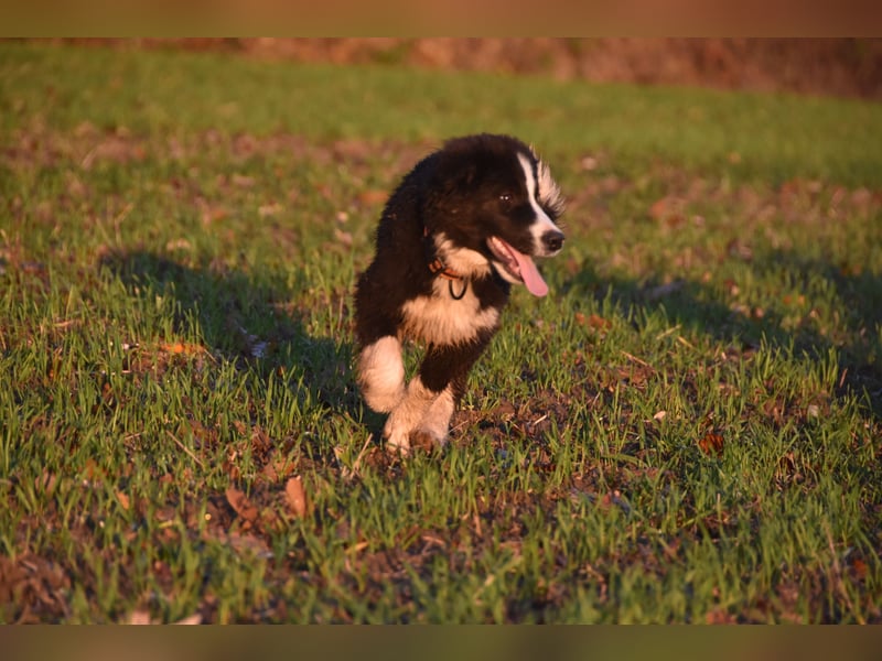 Border collies FCI