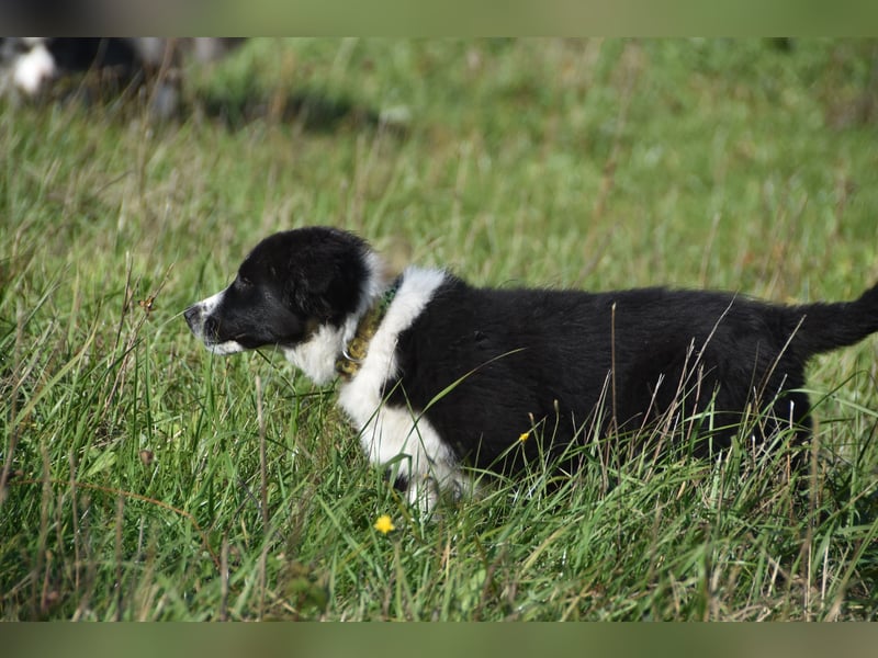 Border collies FCI