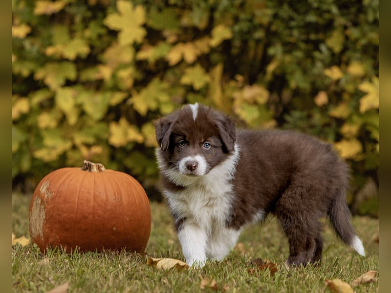 BorderCollies FCI/VDH/CfBrH