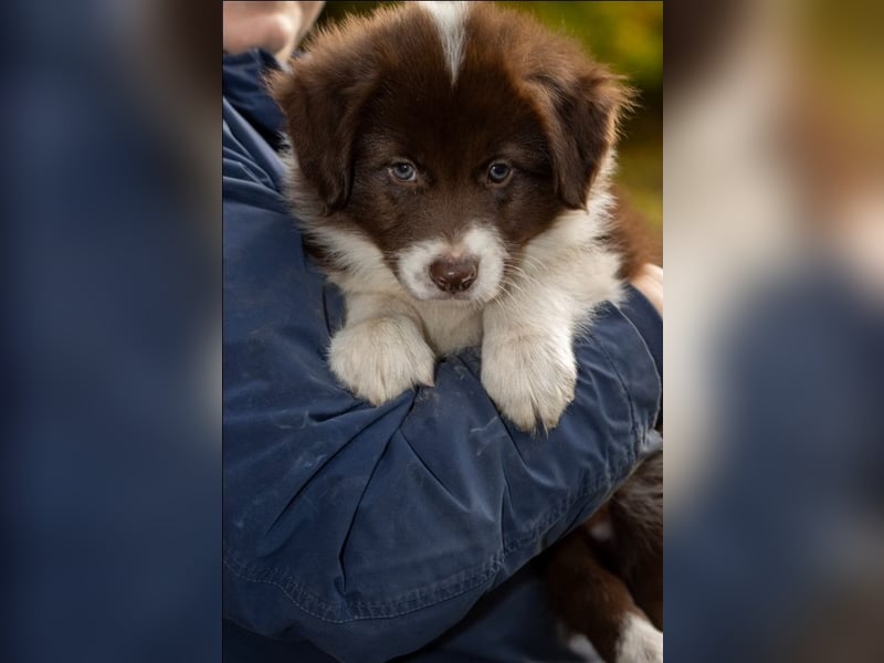 BorderCollies FCI/VDH/CfBrH