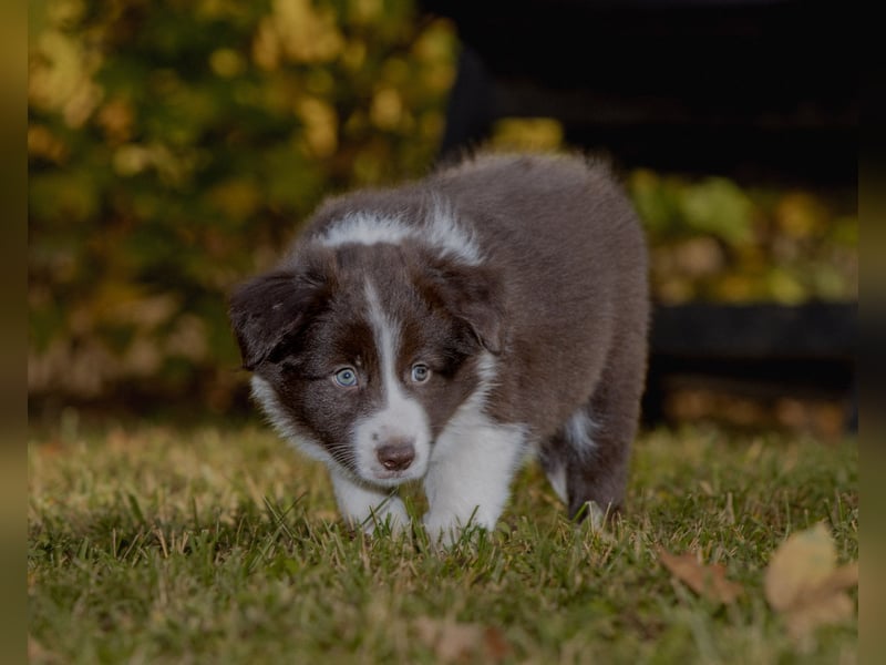 BorderCollies FCI/VDH/CfBrH