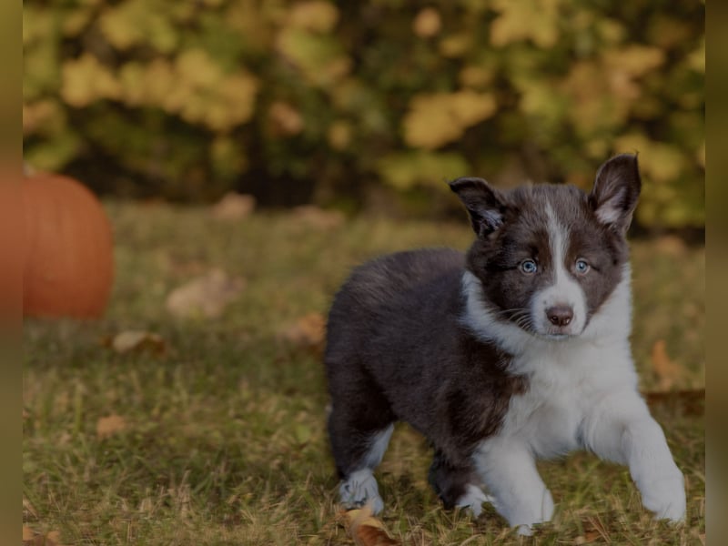 BorderCollies FCI/VDH/CfBrH