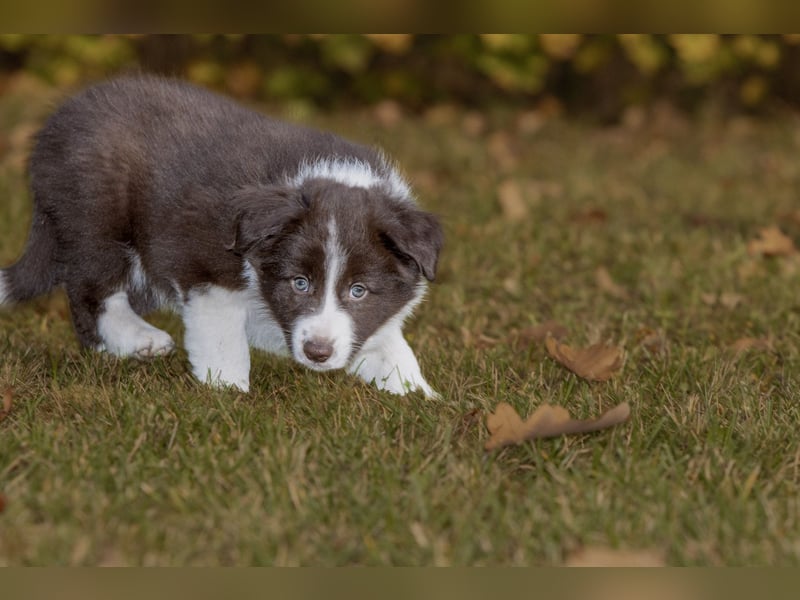 BorderCollies FCI/VDH/CfBrH