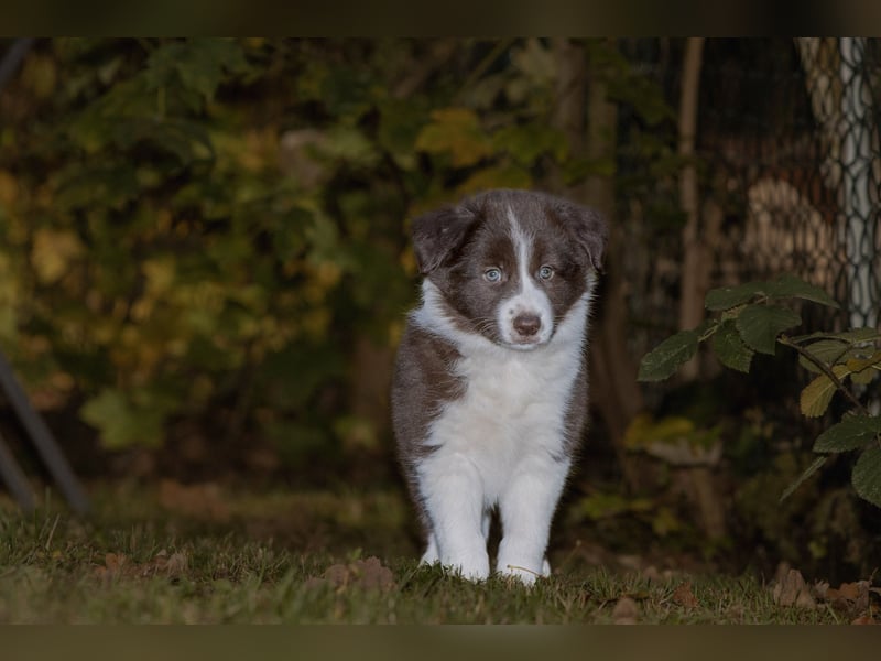 BorderCollies FCI/VDH/CfBrH