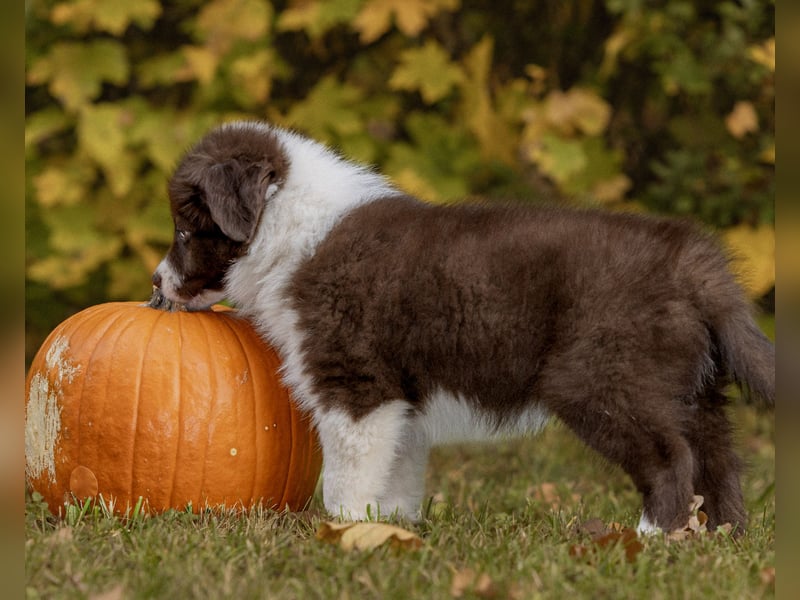 BorderCollies FCI/VDH/CfBrH