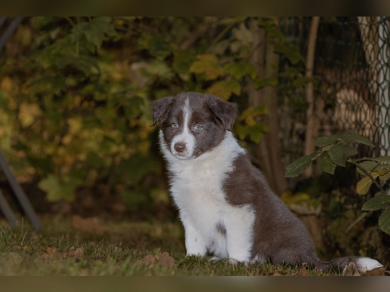BorderCollies FCI/VDH/CfBrH