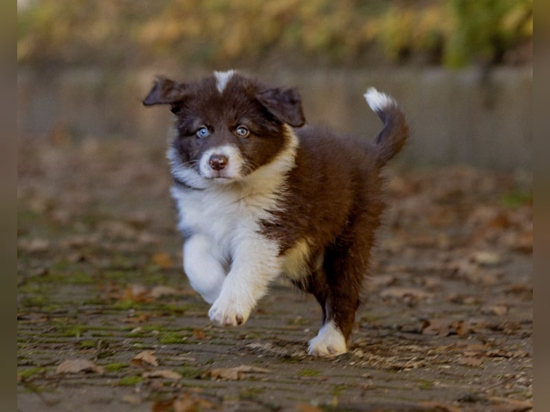 BorderCollies FCI/VDH/CfBrH