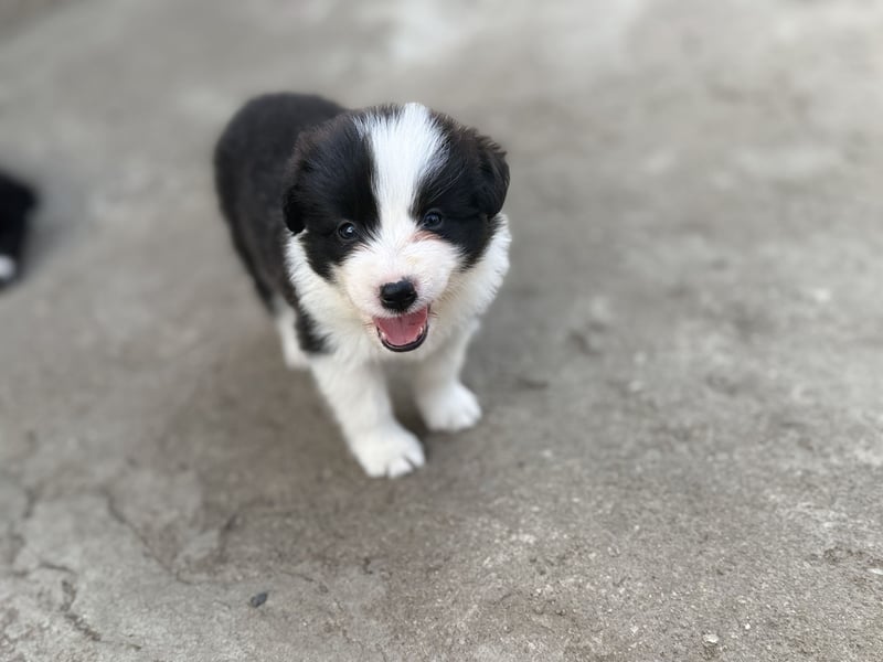 B Litter