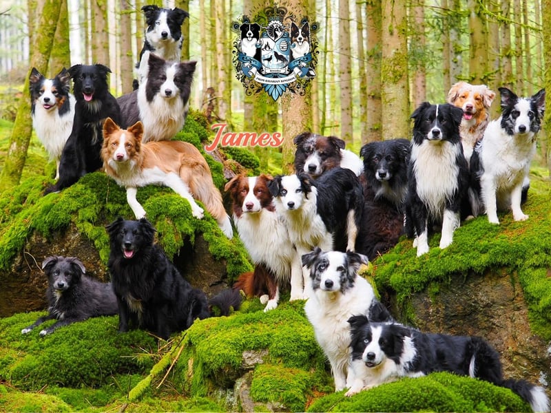 Border Collie Deckrüde James