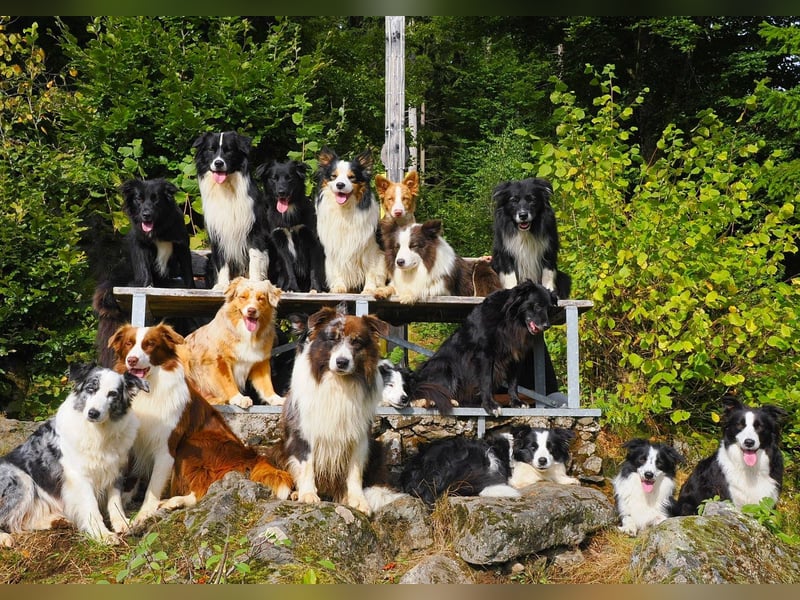 Border Collie Deckrüde James