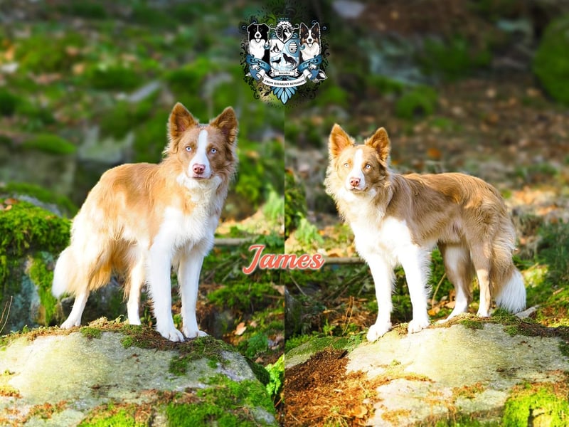 Border Collie Deckrüde James