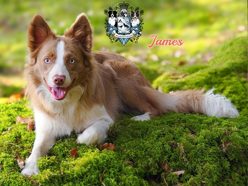 Border Collie Deckrüde James
