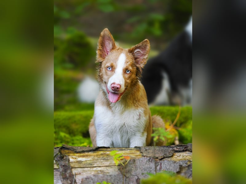 Border Collie Deckrüde James
