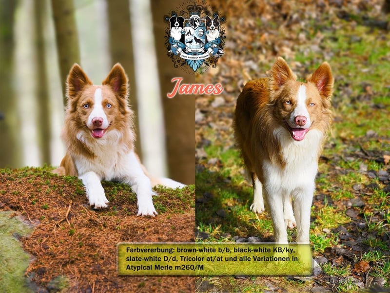 Border Collie Deckrüde James