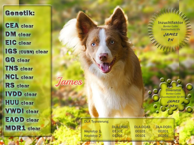 Border Collie Deckrüde James