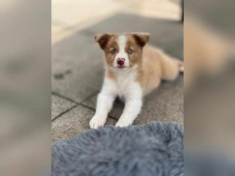 Border Collie Deckrüde James