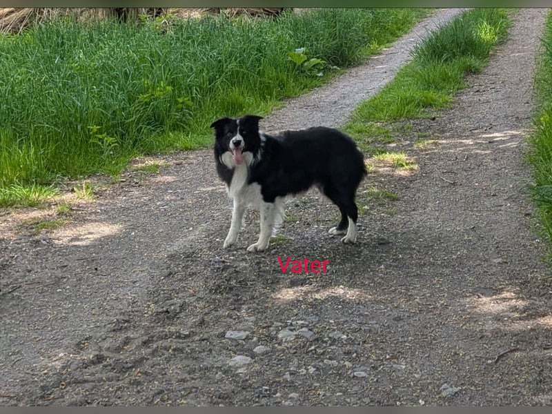 Unsere kleinen Border Collies suchen ein neues zu hause
