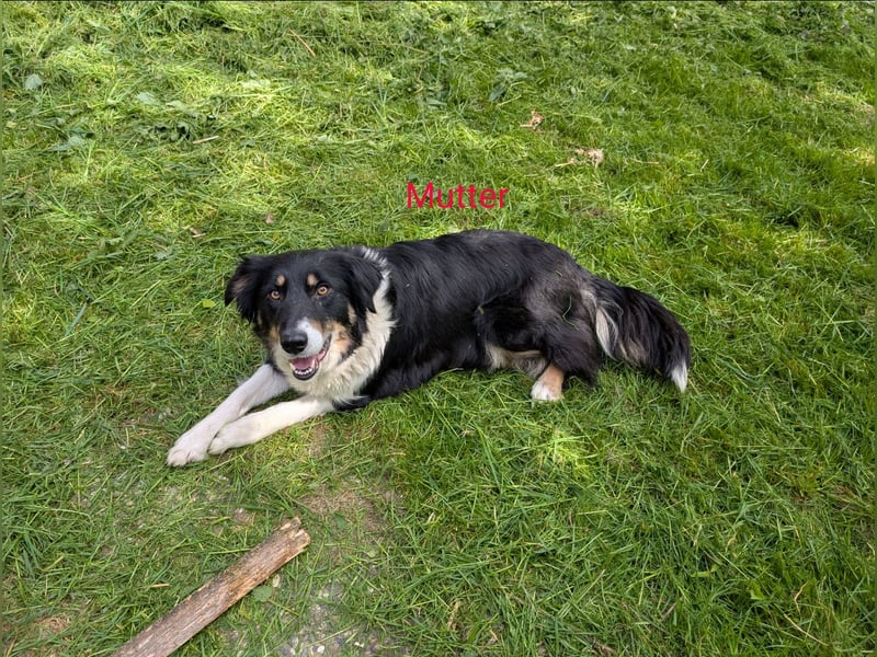 Unsere kleinen Border Collies suchen ein neues zu hause