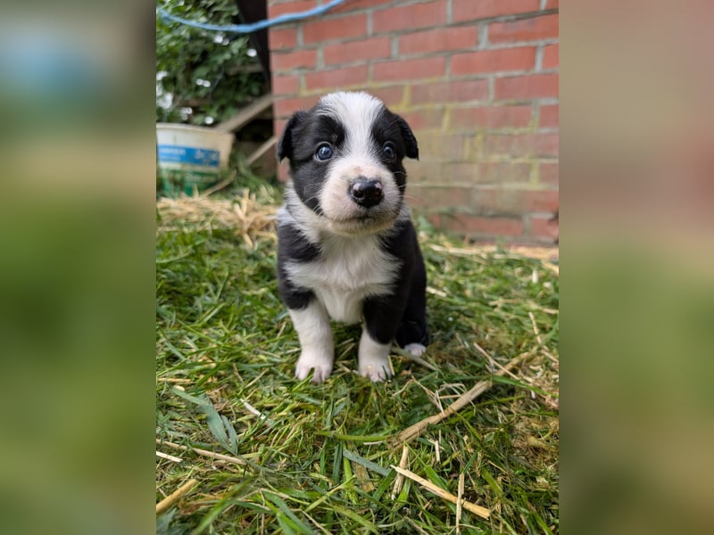 Unsere kleinen Border Collies suchen ein neues zu hause