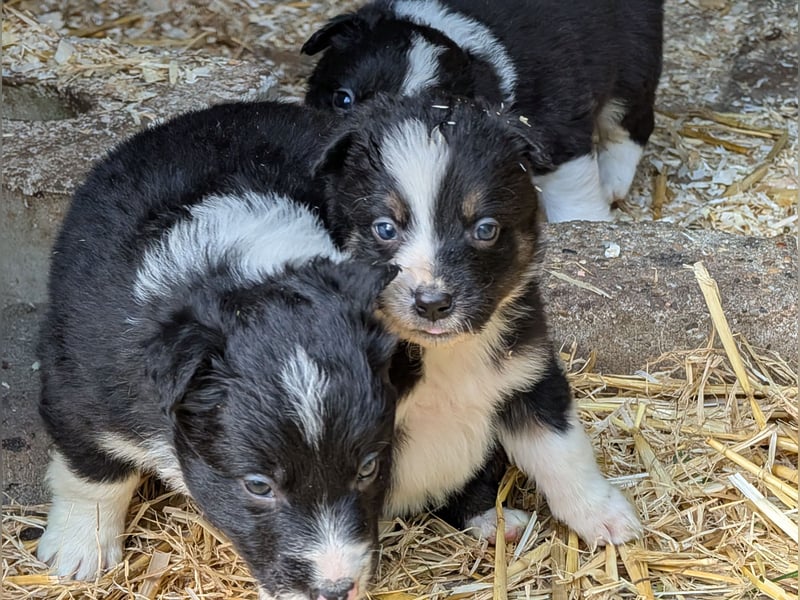 Unsere kleinen Border Collies suchen ein neues zu hause