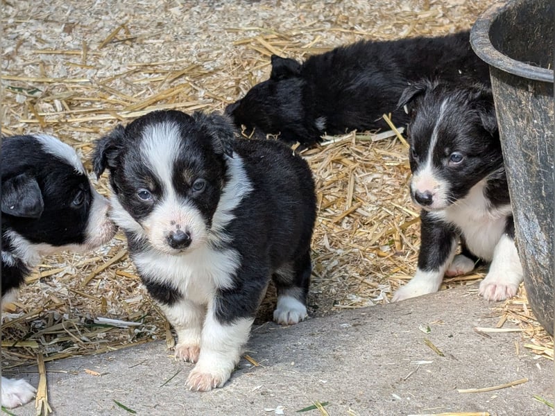 Unsere kleinen Border Collies suchen ein neues zu hause
