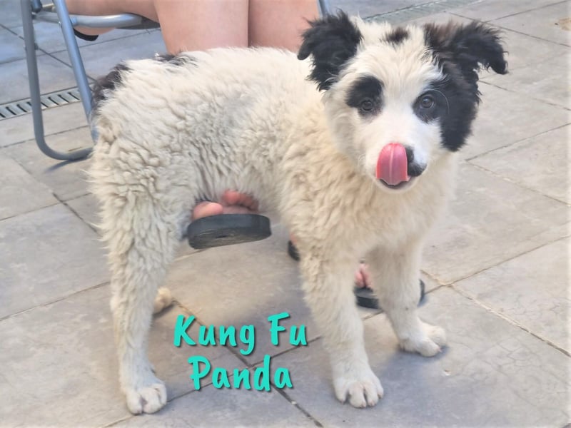 Kung Fu Panda 02/2023 (ESP) - verspielter & verträglicher, junger Border Collie Mix!