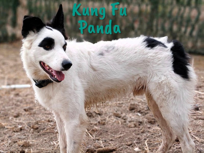 Kung Fu Panda 02/2023 (ESP) - verspielter & verträglicher, junger Border Collie Mix!