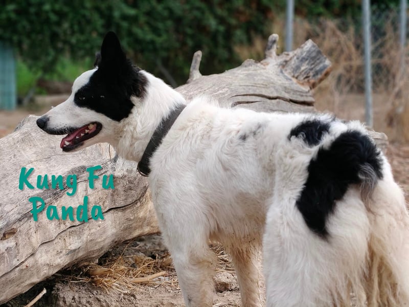 Kung Fu Panda 02/2023 (ESP) - verspielter & verträglicher, junger Border Collie Mix!