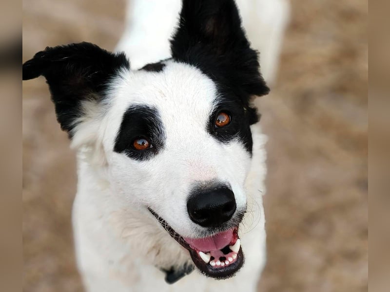 Kung Fu Panda 02/2023 (ESP) - verspielter & verträglicher, junger Border Collie Mix!