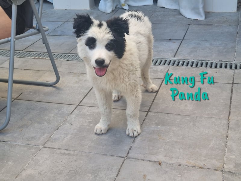 Kung Fu Panda 02/2023 (ESP) - verspielter & verträglicher, junger Border Collie Mix!