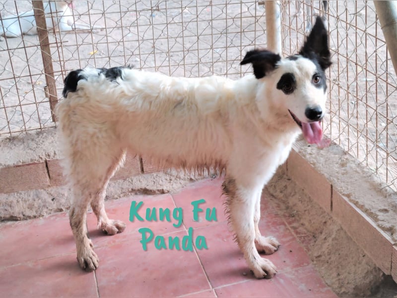 Kung Fu Panda 02/2023 (ESP) - verspielter & verträglicher, junger Border Collie Mix!