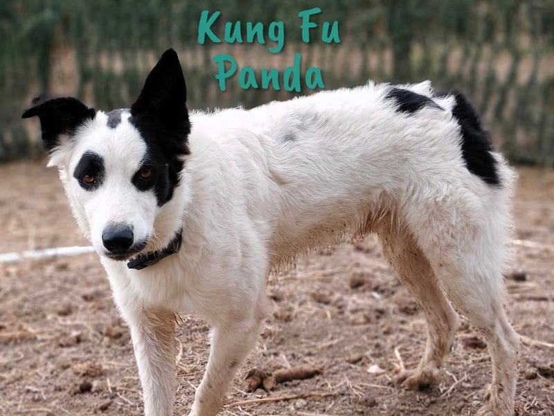 Kung Fu Panda 02/2023 (ESP) - verspielter & verträglicher, junger Border Collie Mix!