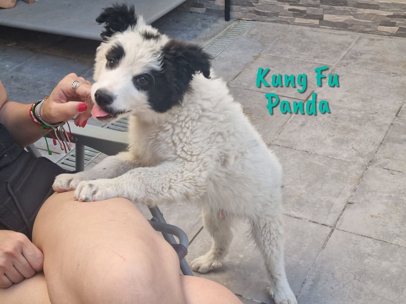 Kung Fu Panda 02/2023 (ESP) - verspielter & verträglicher, junger Border Collie Mix!