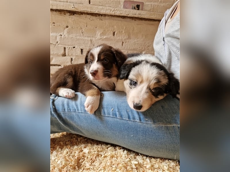 Border Collie Welpe