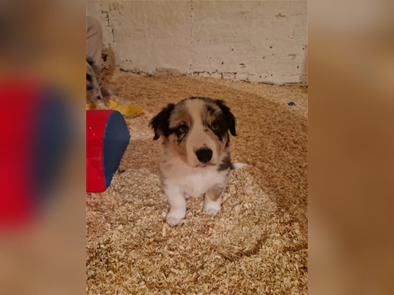 Border Collie Welpe