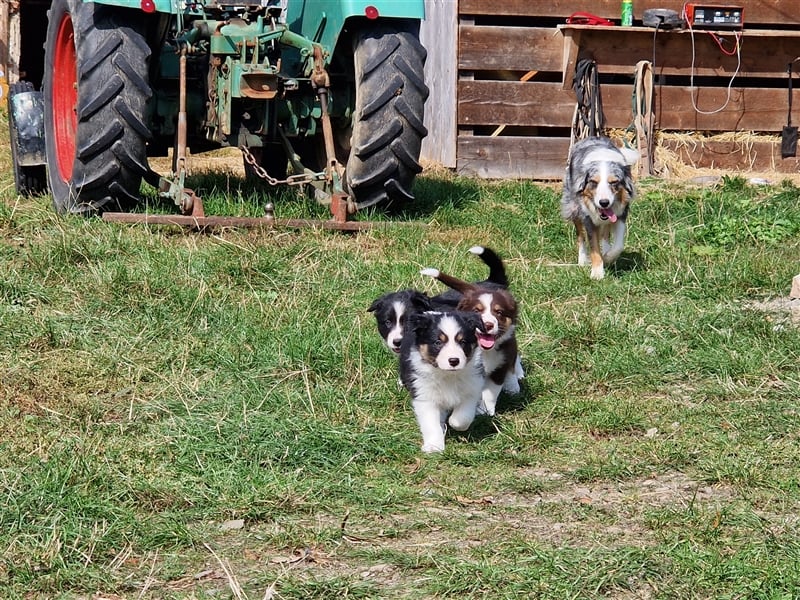 Border Collie Welpen