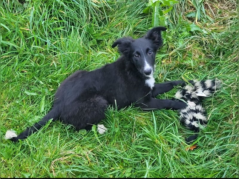 Reinrassige Border Collie Welpen