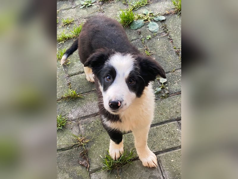 Reinrassige Border Collie Welpen