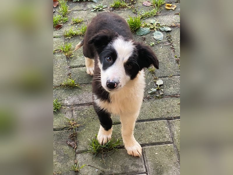 Reinrassige Border Collie Welpen